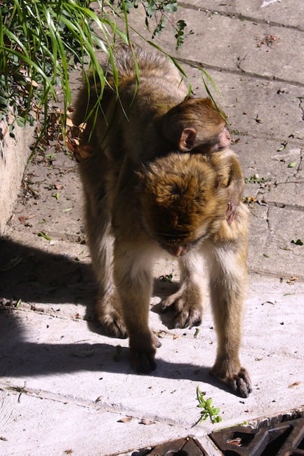 gibraltar monkeys