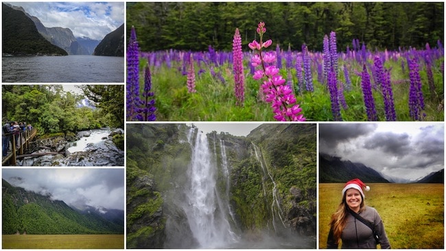 milford sound cruise