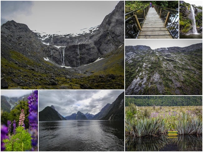 milford sound cruise