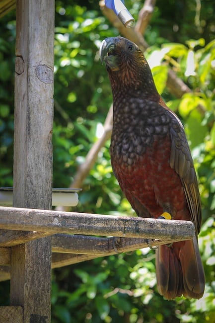 new zealand birds