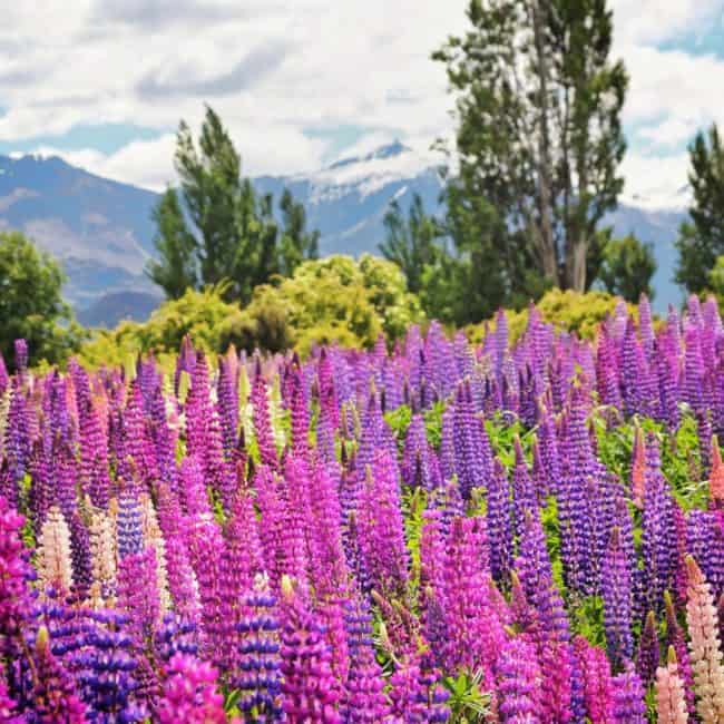 best views wanaka