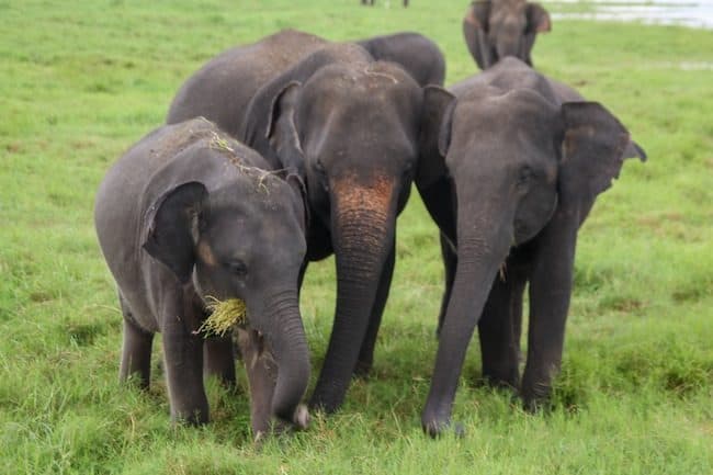 elephants Sri Lanka