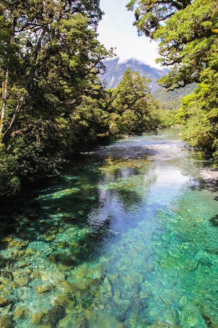 blue new zealand