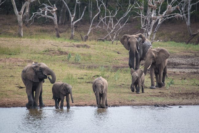 safari phinda 