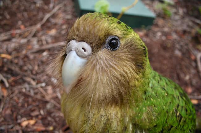 kakapo new zealand