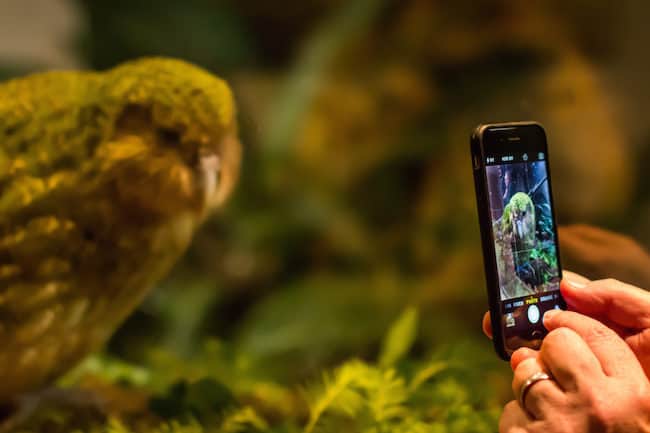 kakapo new zealand