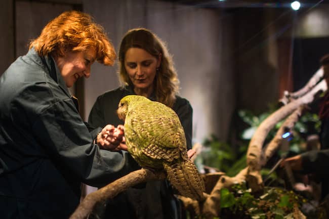 kakapo new zealand