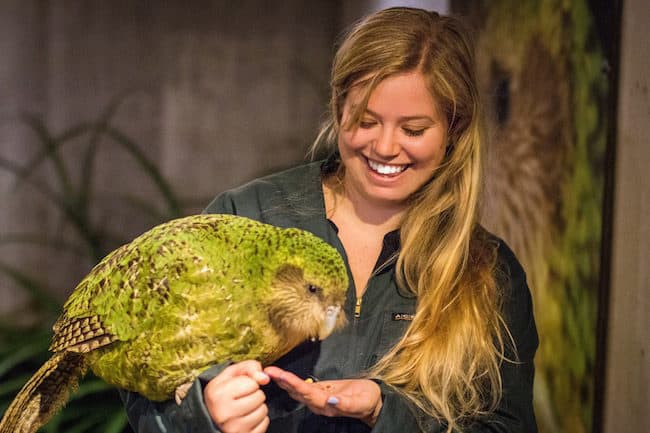 kakapo new zealand