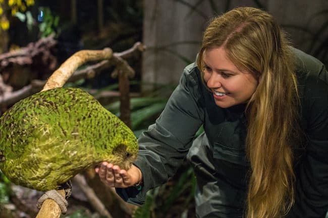 kakapo new zealand