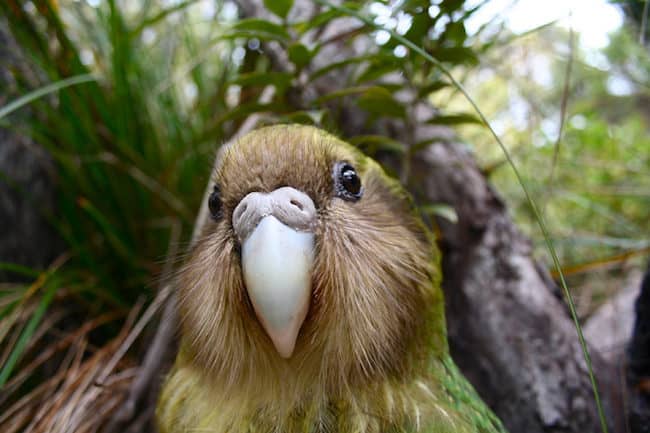 kakapo new zealand