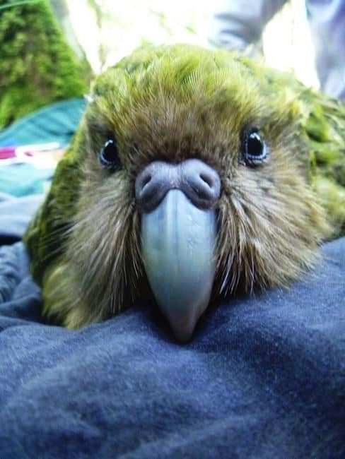 kakapo new zealand