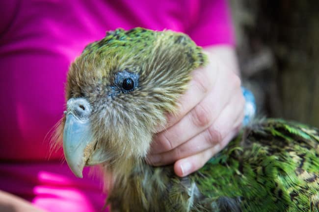 new zealand kakapo