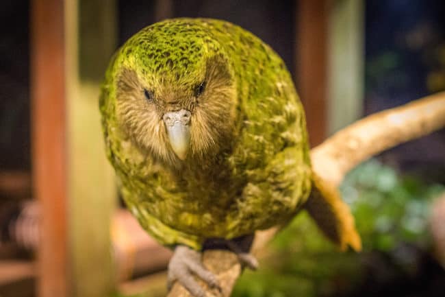 new zealand kakapo