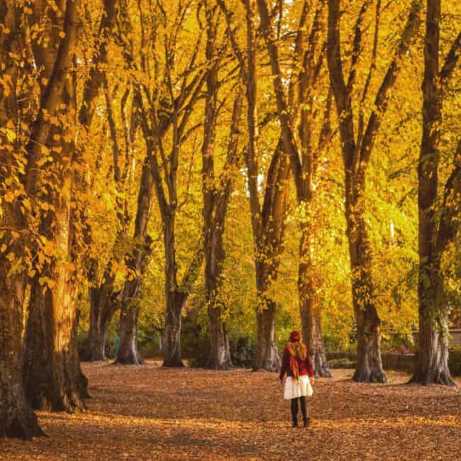 Autumn new zealand