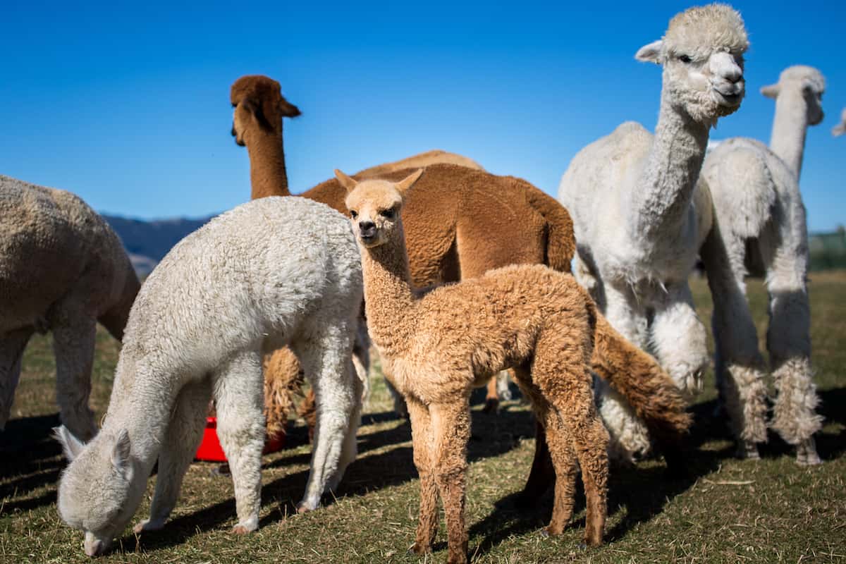 alpaca new zealand