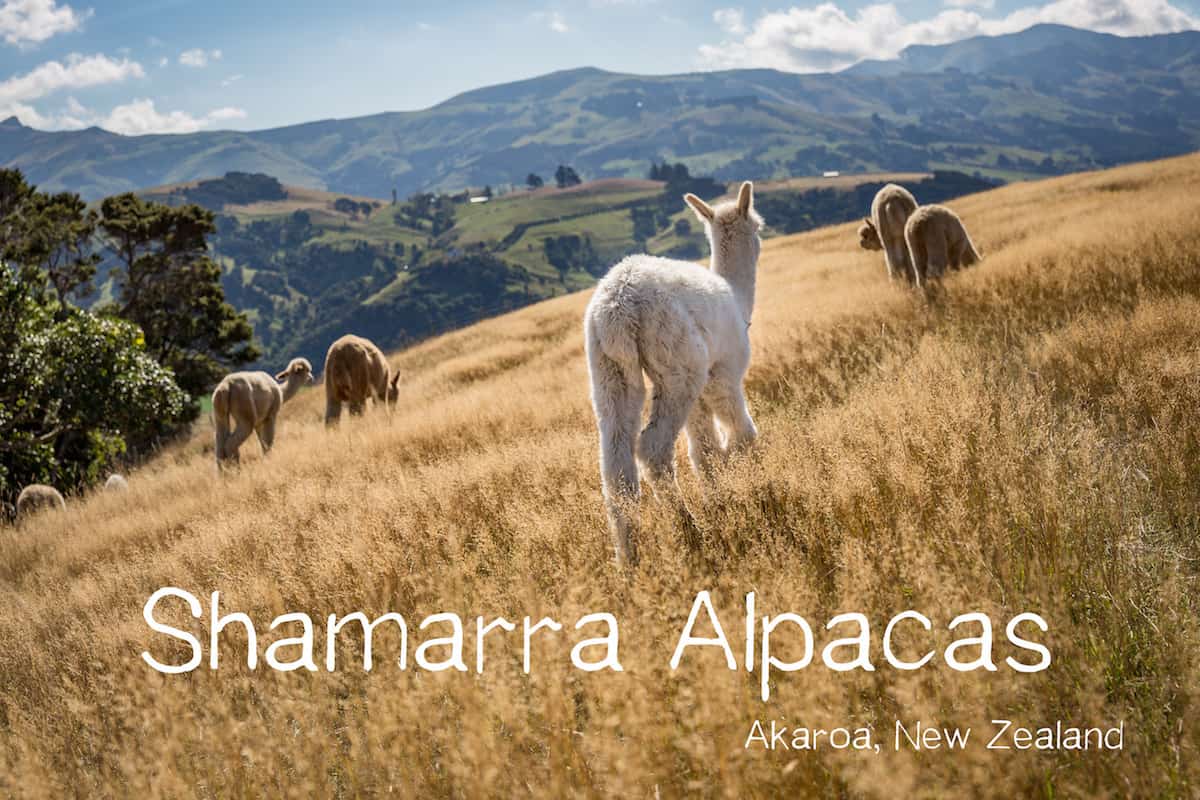 alpaca new zealand