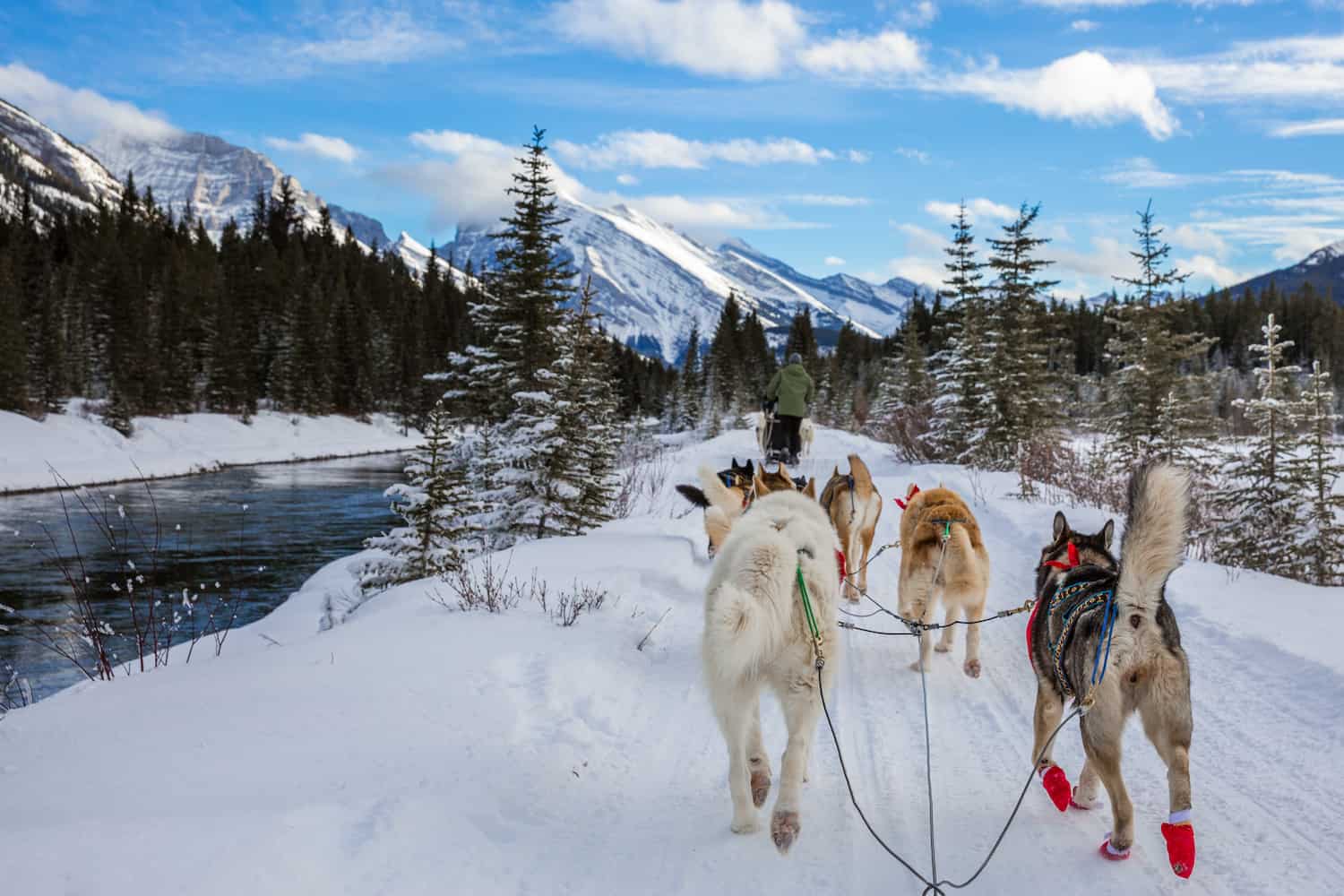 dogsledding alberta