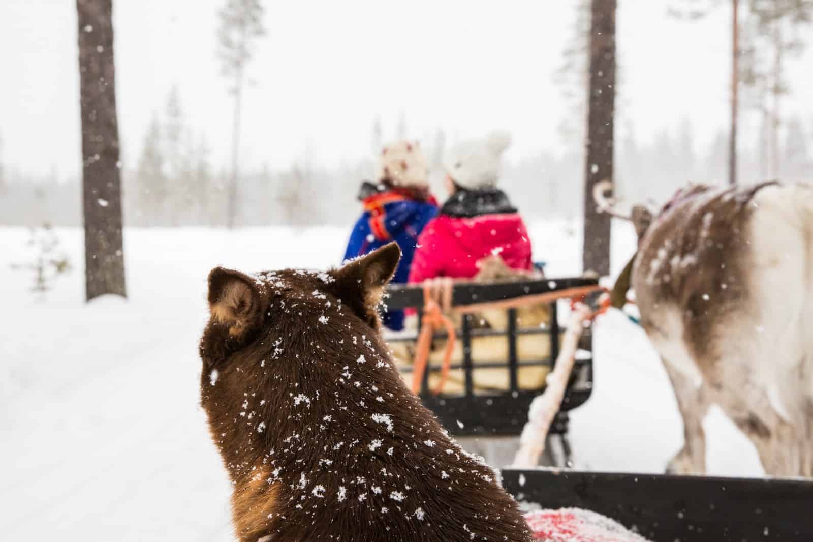reindeer lapland finland