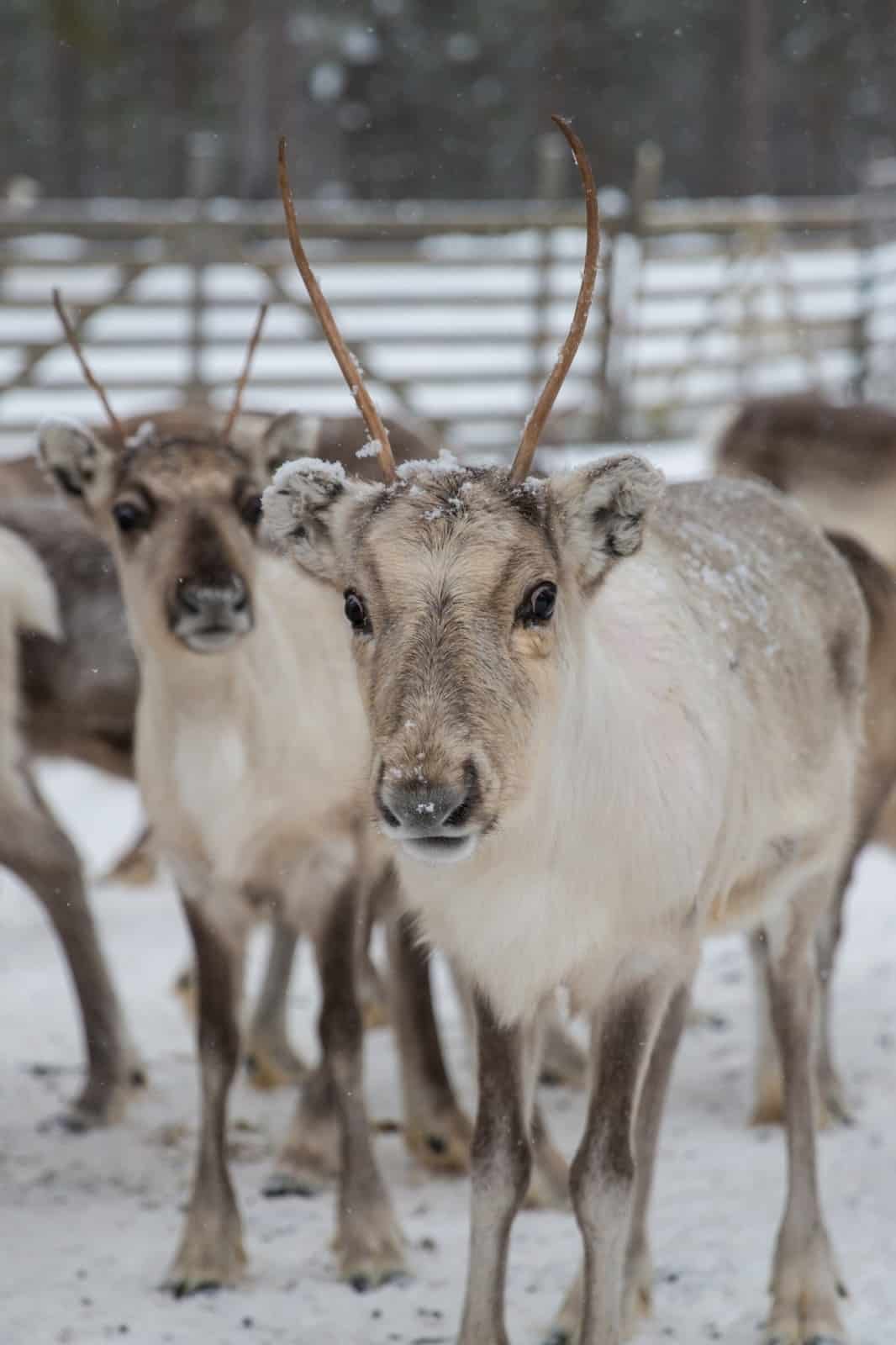 reindeer lapland finland