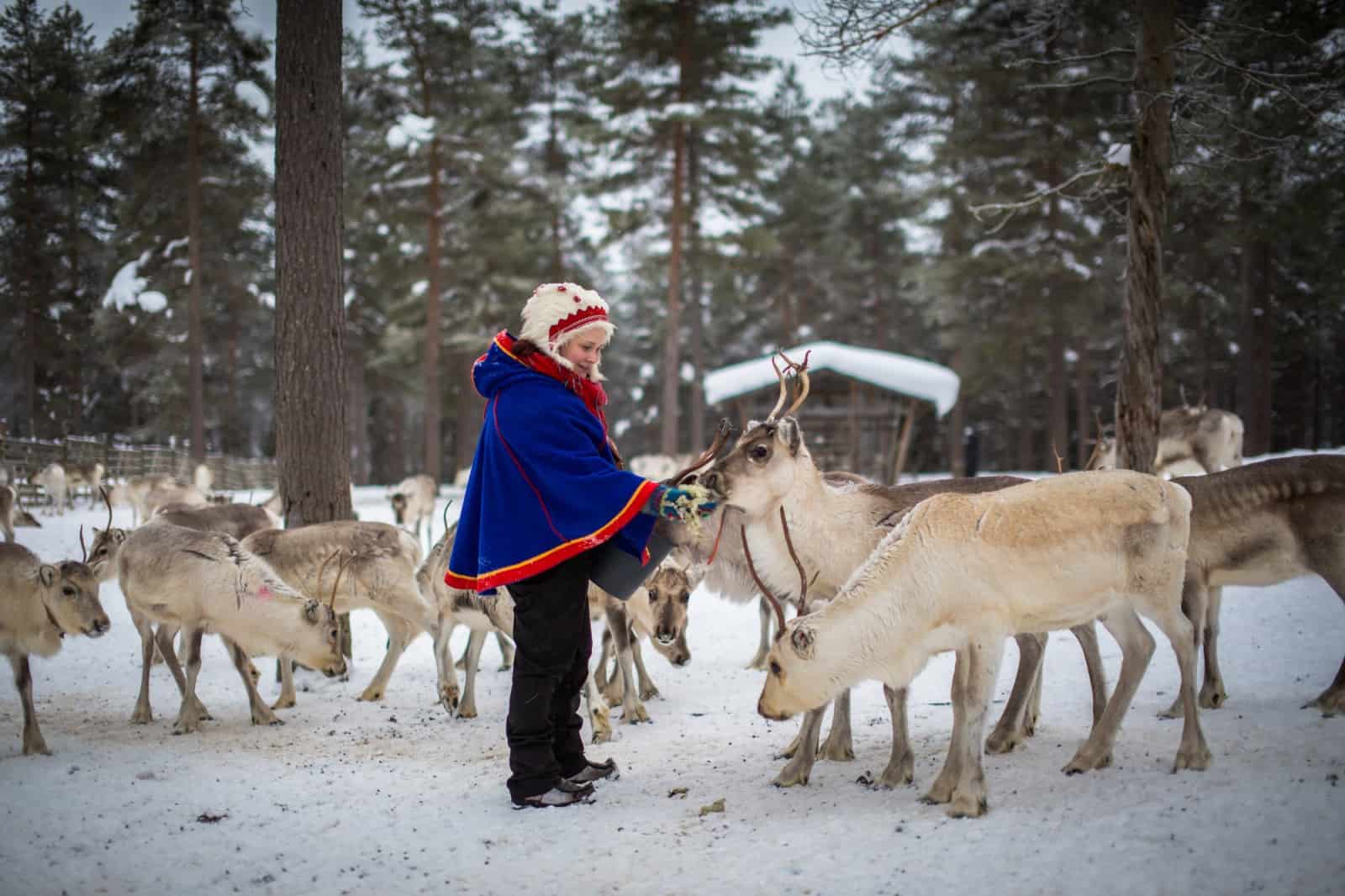 reindeer lapland finland