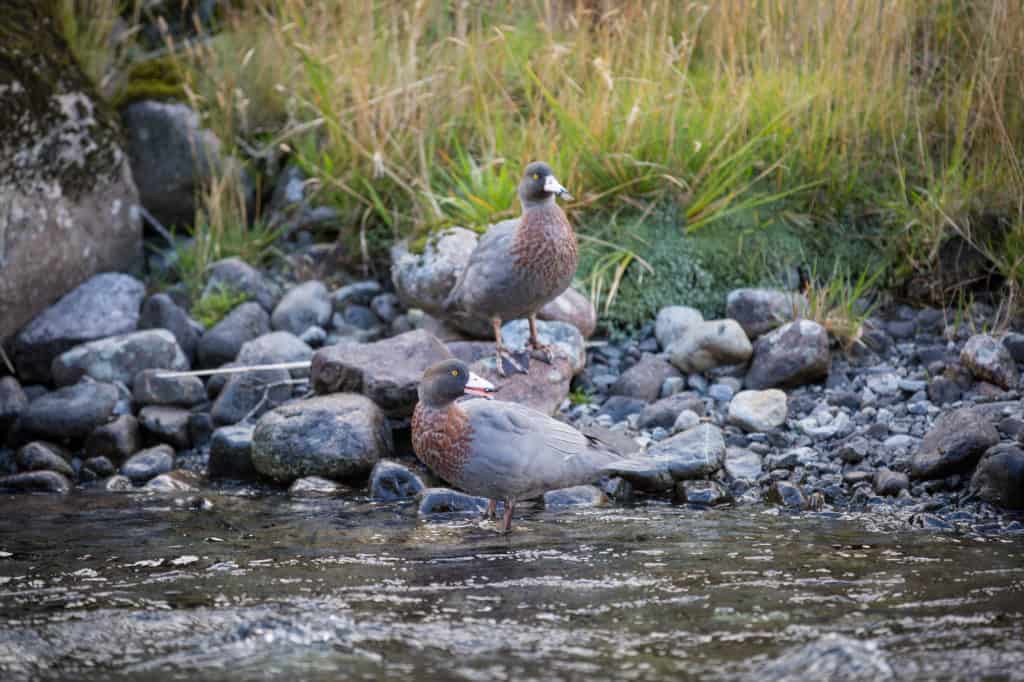 Whio 10 reasons to love whio - the world's coolest duck - Young Adventuress