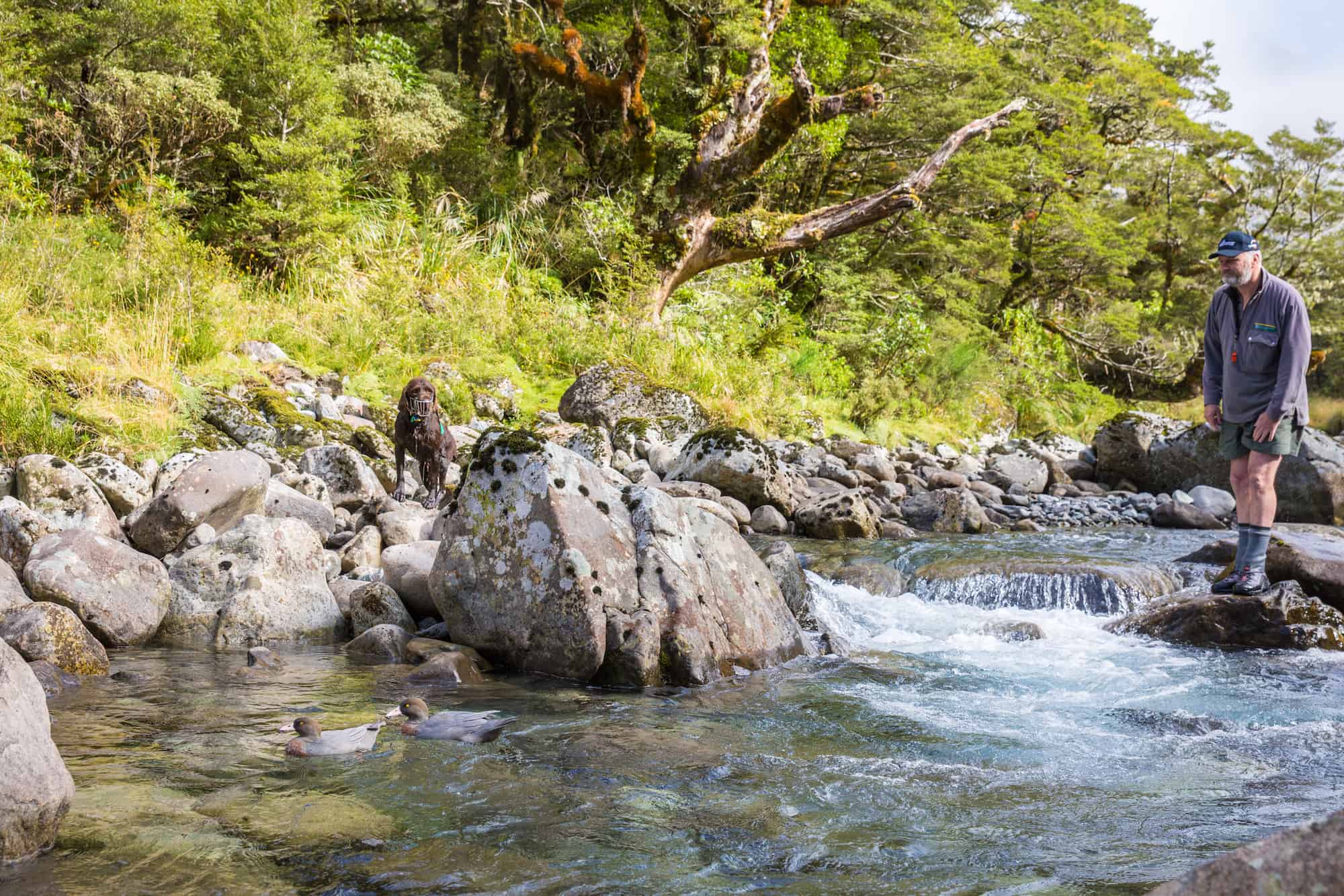 whio new zealand