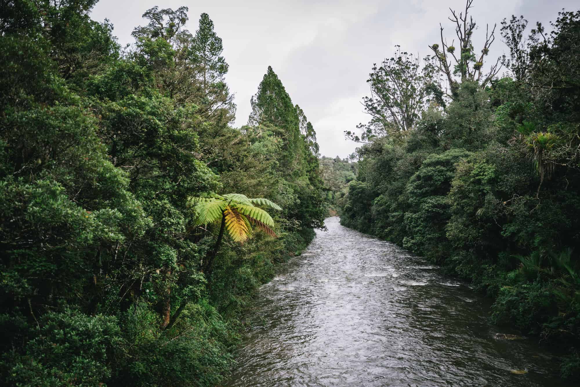 glamping kauri coast