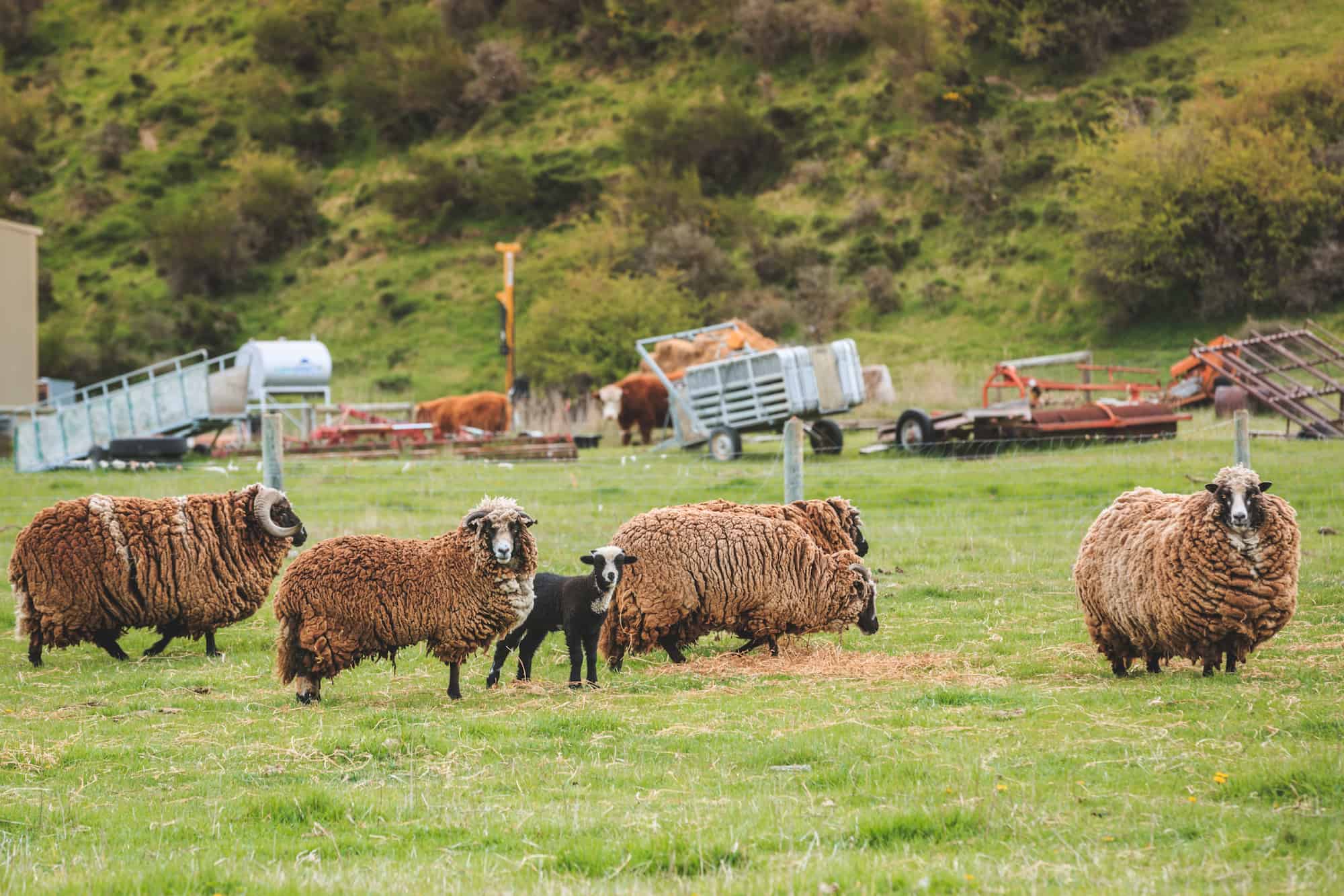 spring new zealand