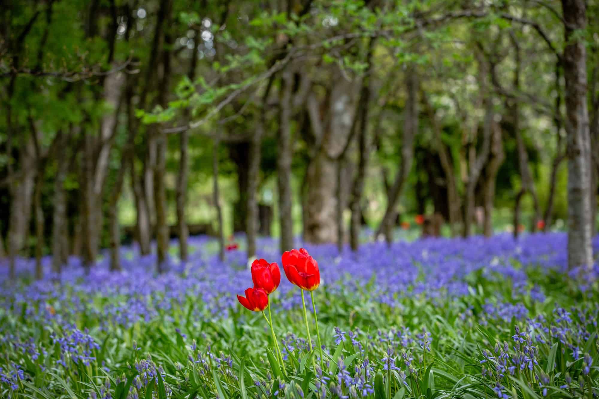 spring new zealand