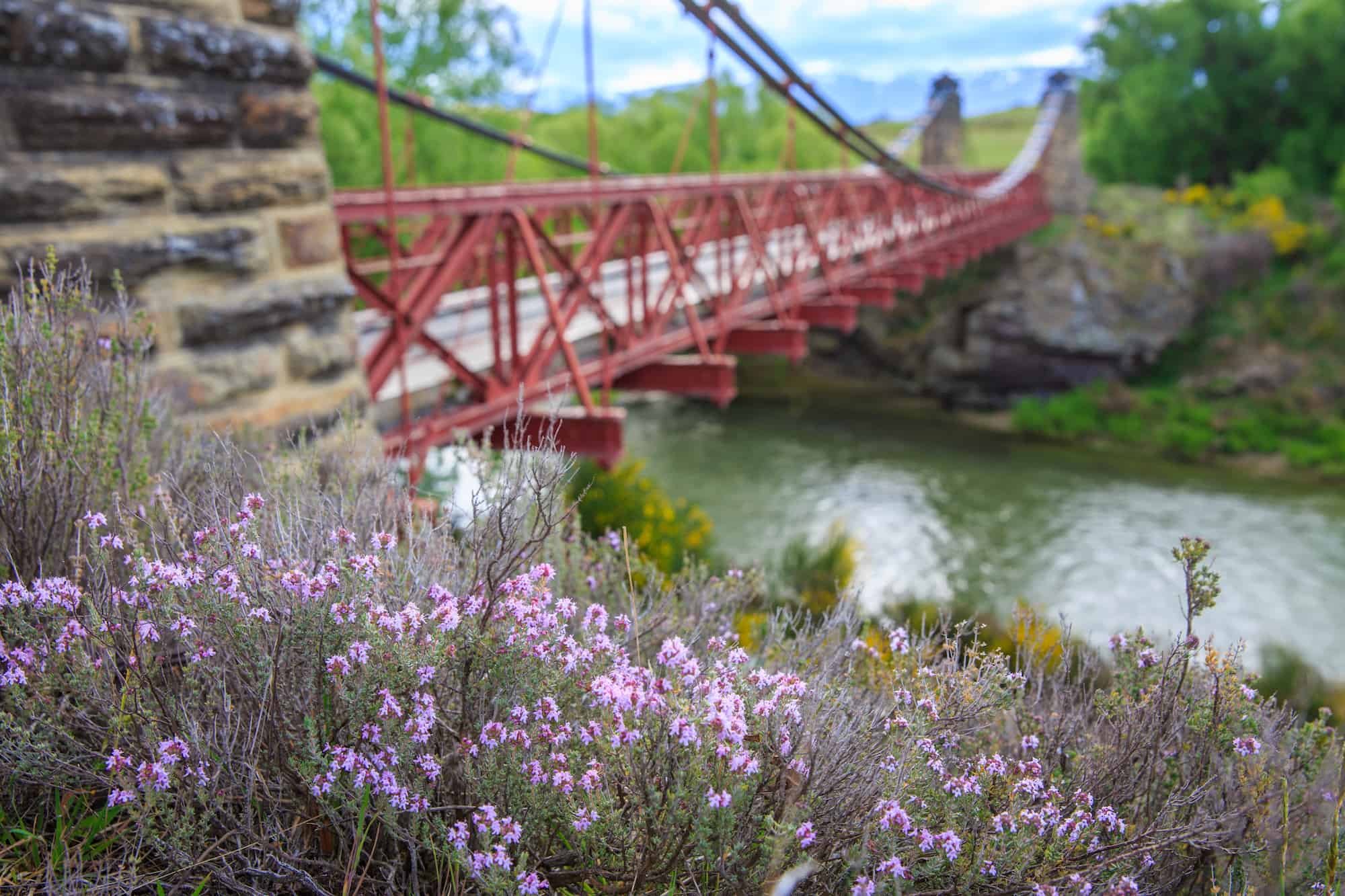 spring new zealand