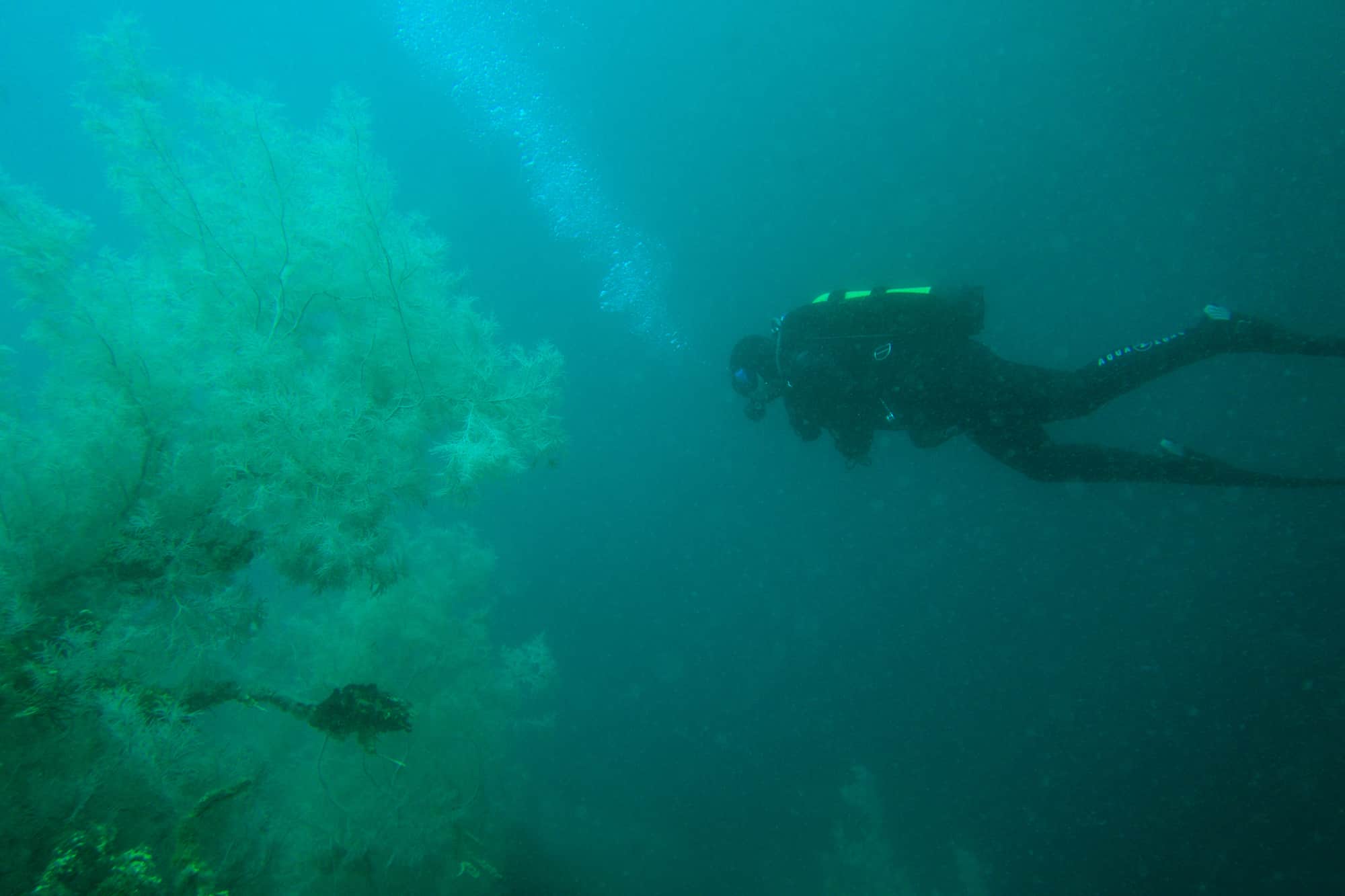 diving milford sound