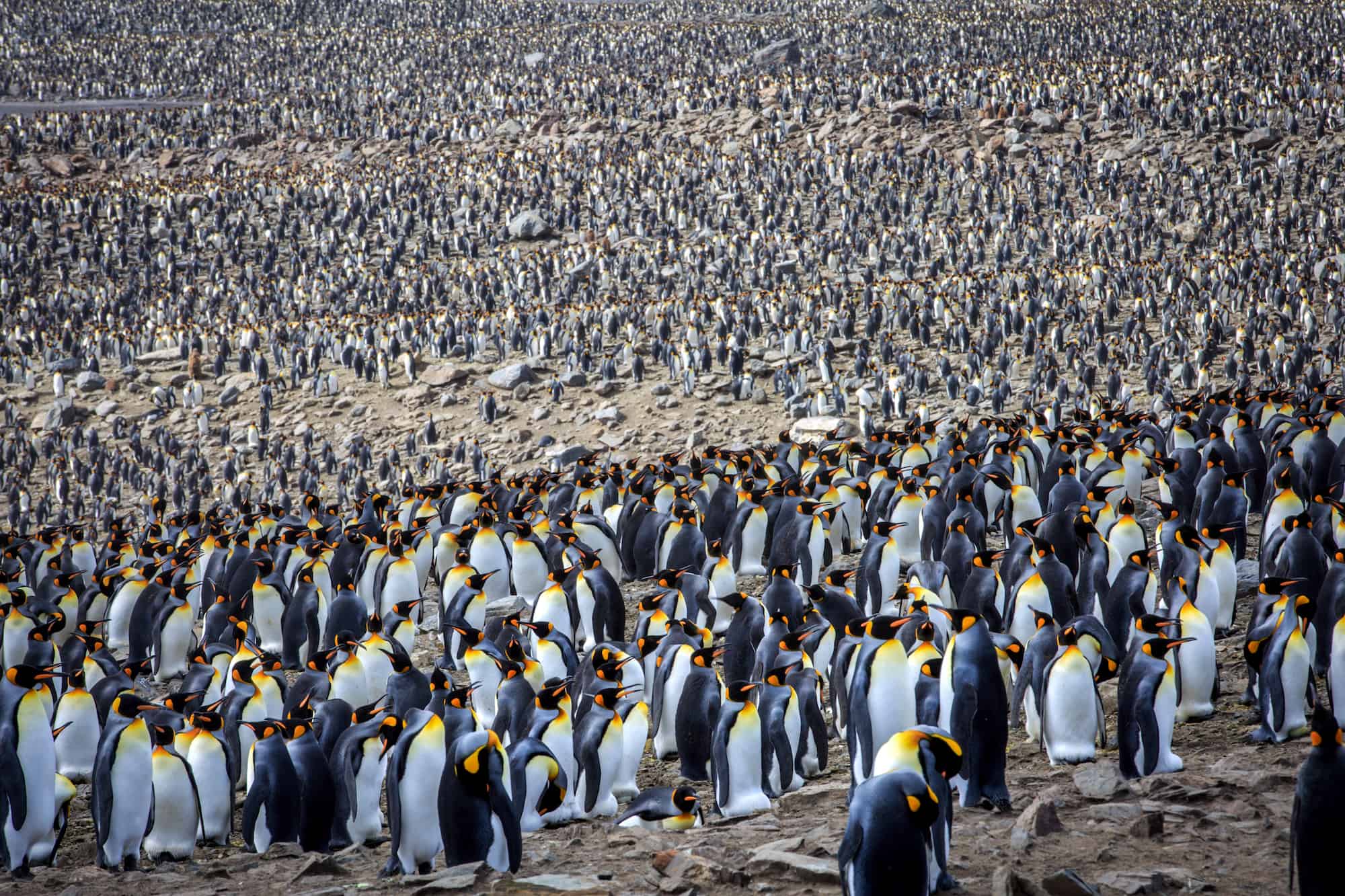 penguins of Antarctica