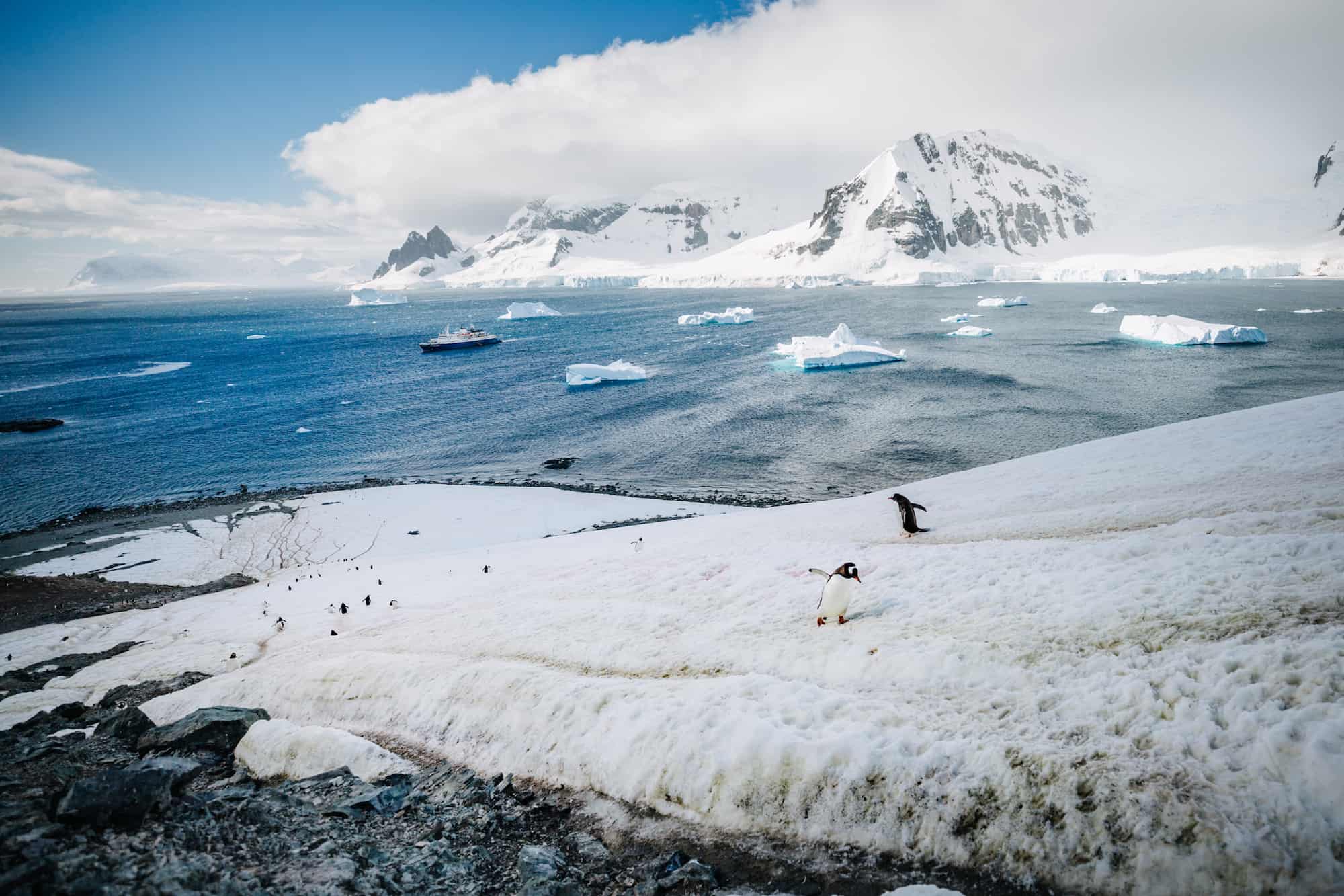 penguins of Antarctica