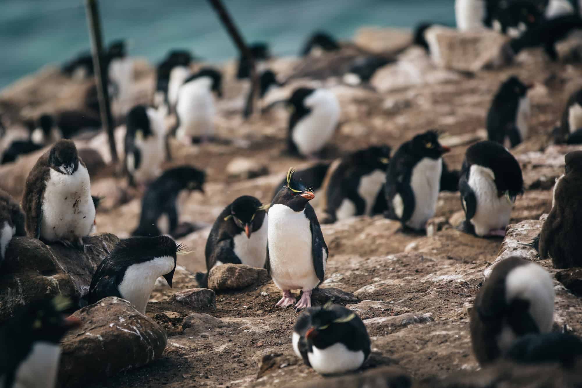 Traverc 71A0157-copy Penguins you might meet in Antarctica  