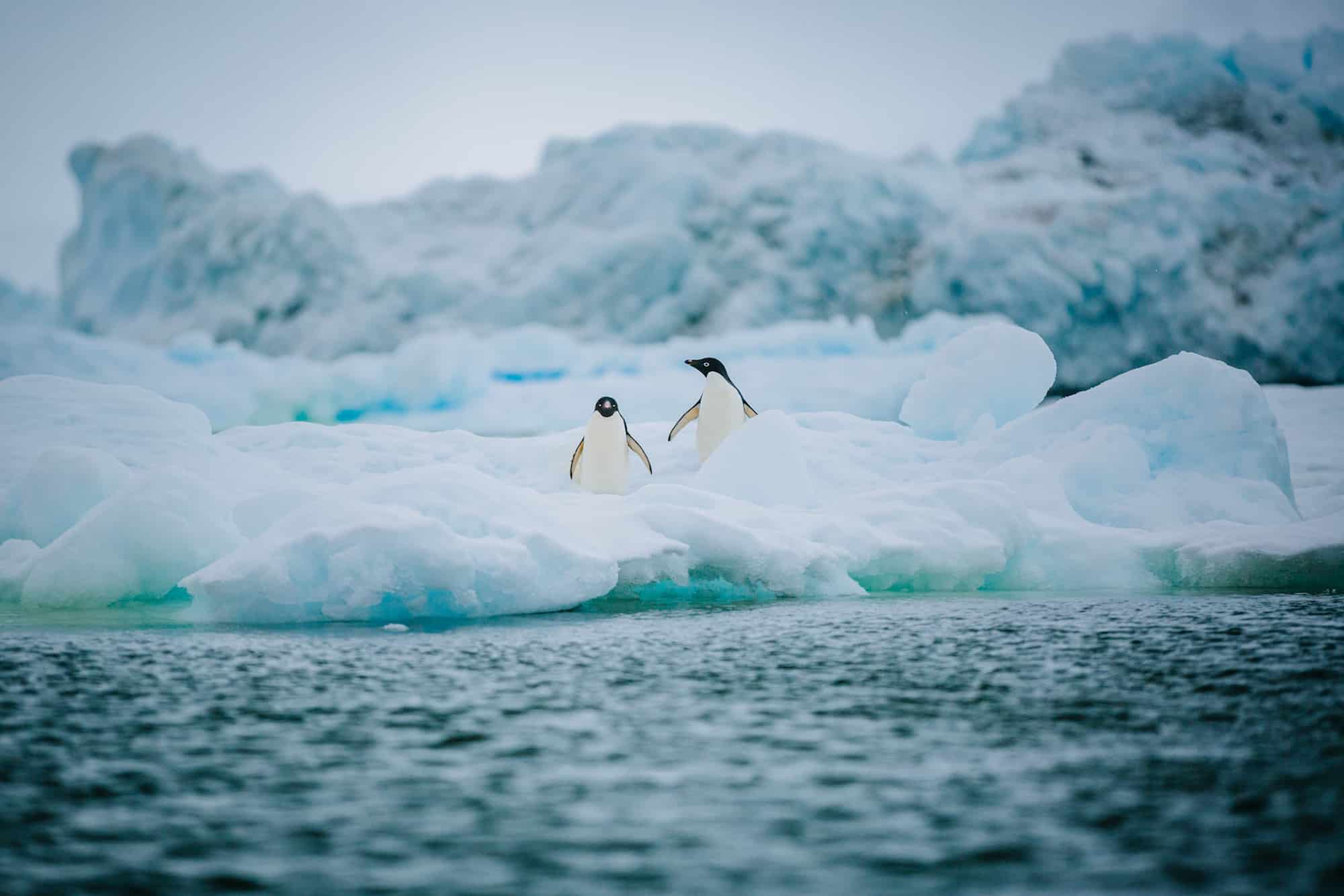 penguins of Antarctica