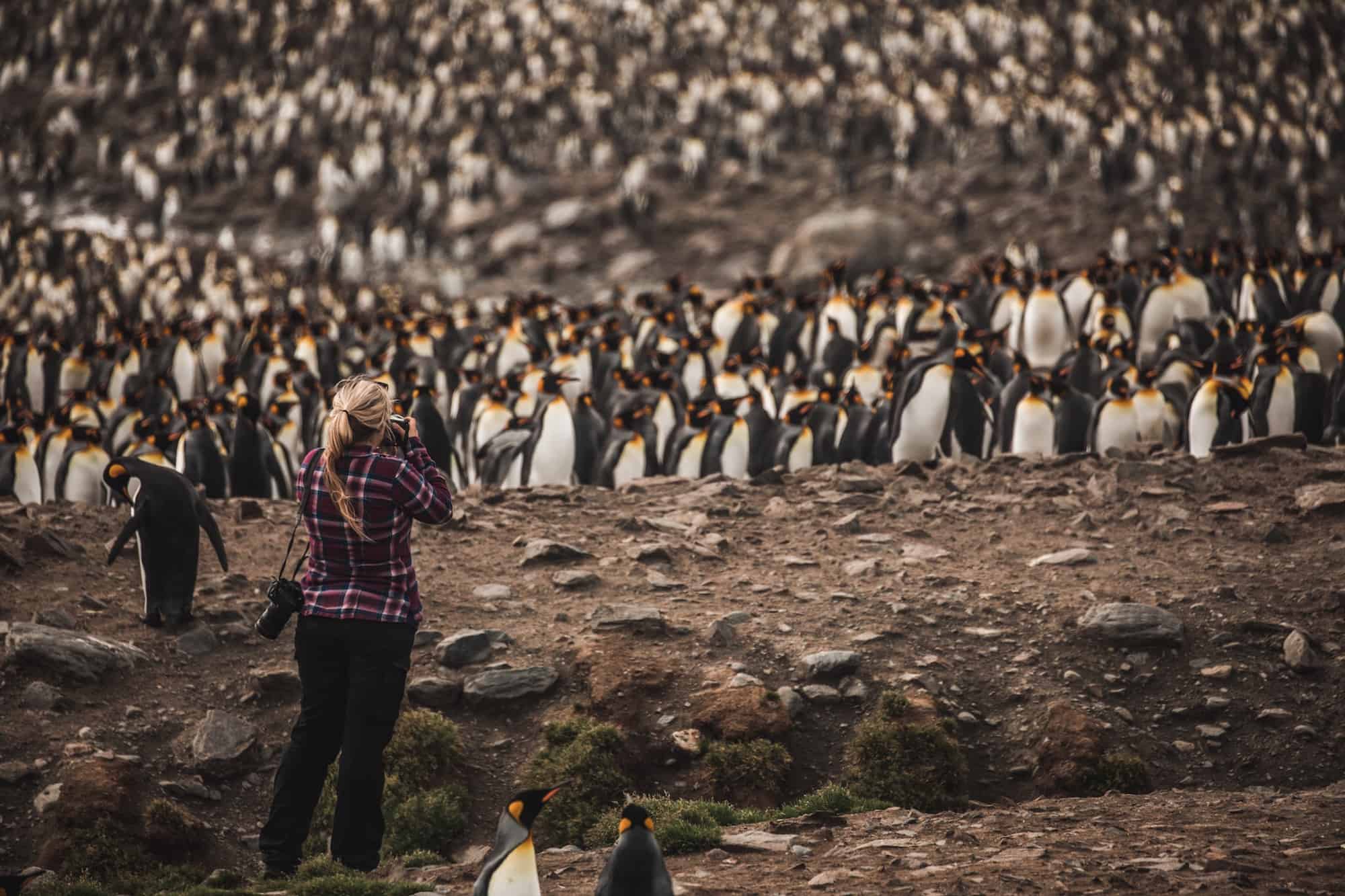 Traverc Facetune_13-03-2018-19-28-12-copy Penguins you might meet in Antarctica  