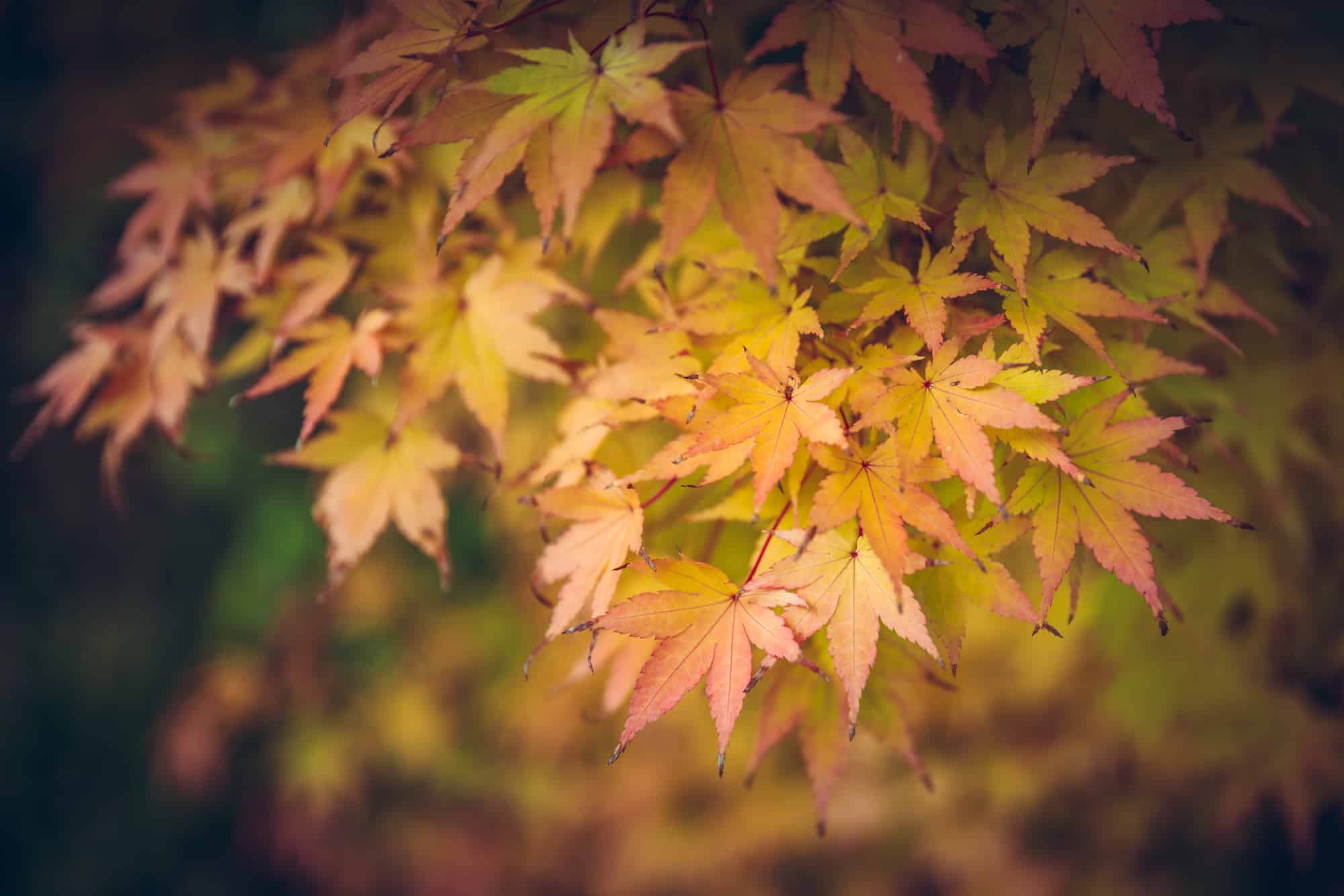 central otago autumn