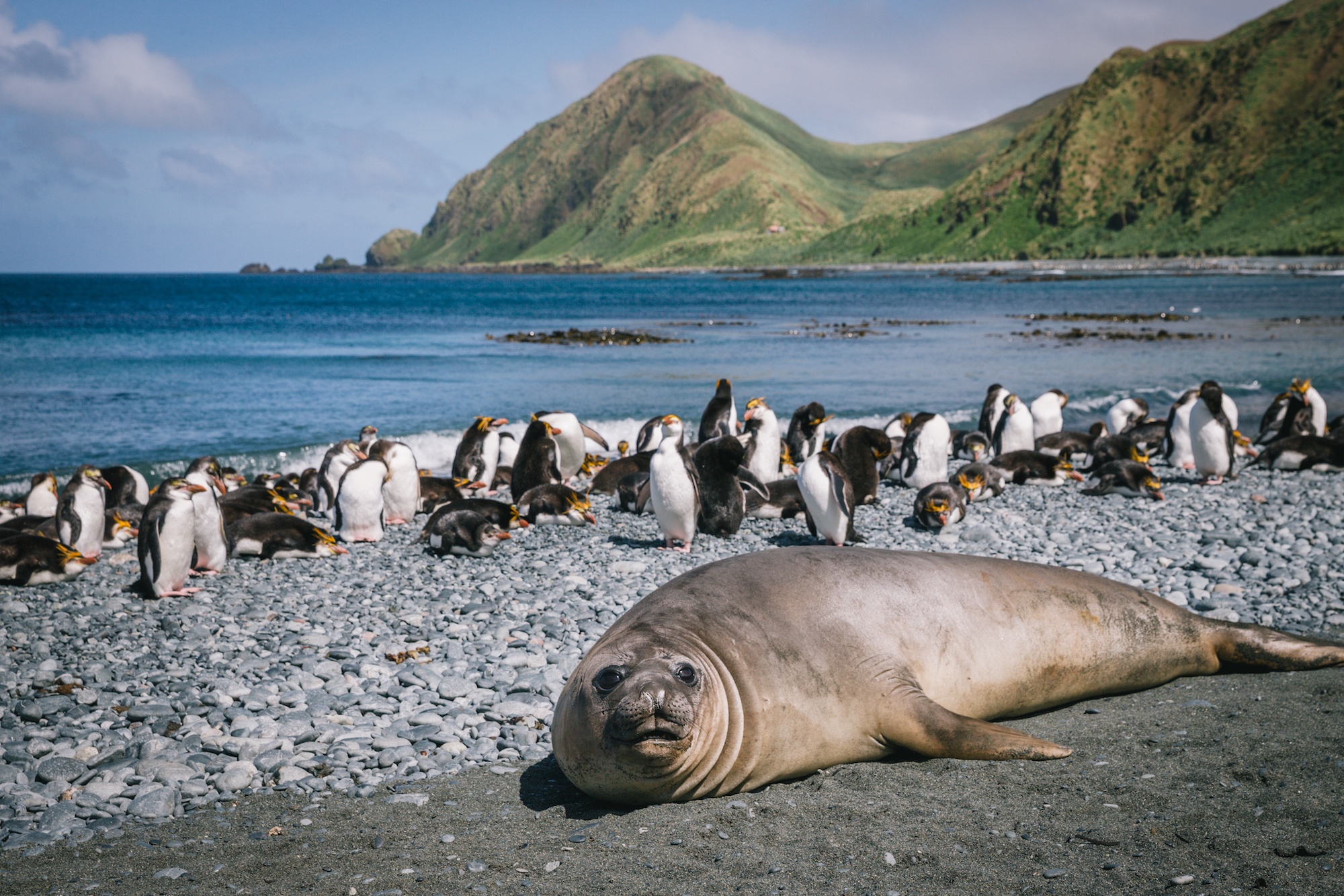 visit Macquarie island