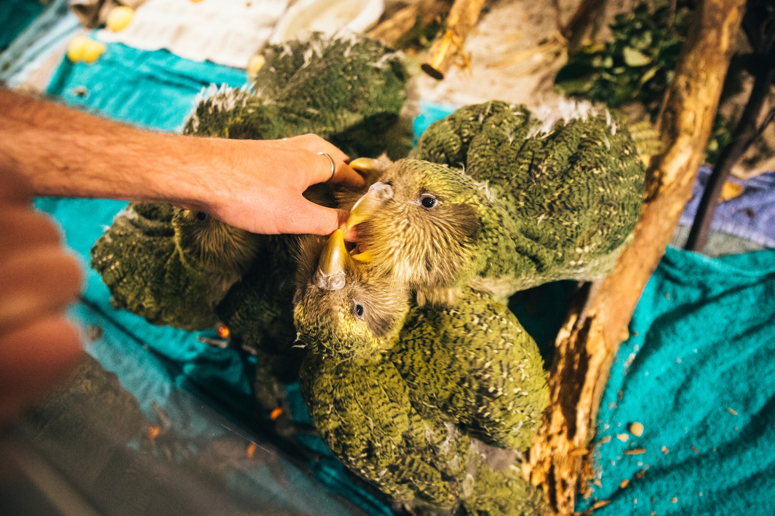 kakapo chicks