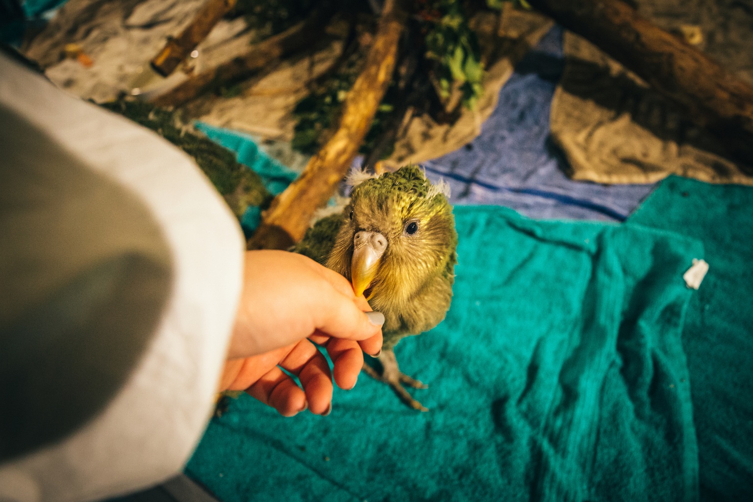 kakapo chicks