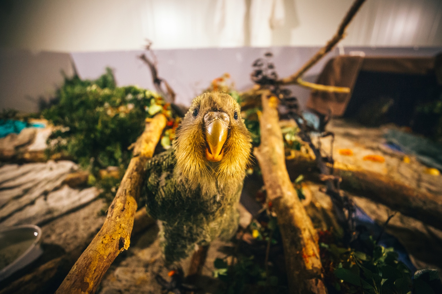 kakapo chicks