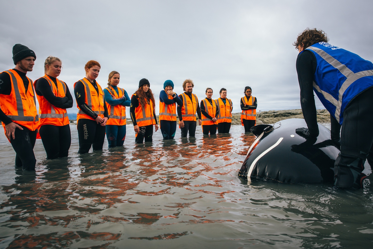 volunteer whale stranding new zealand