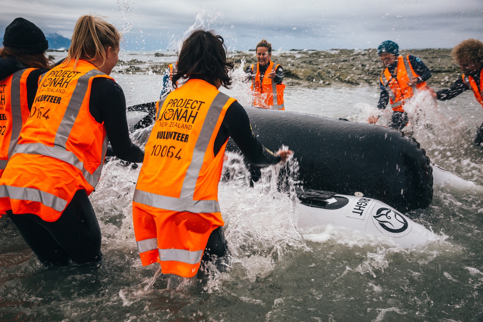 volunteer whale stranding new zealand