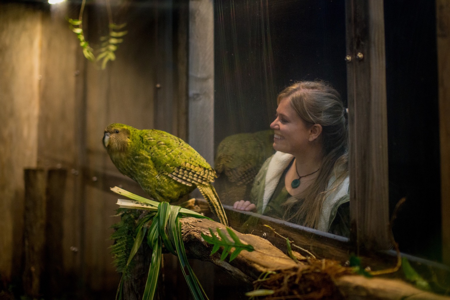 kakapo chicks