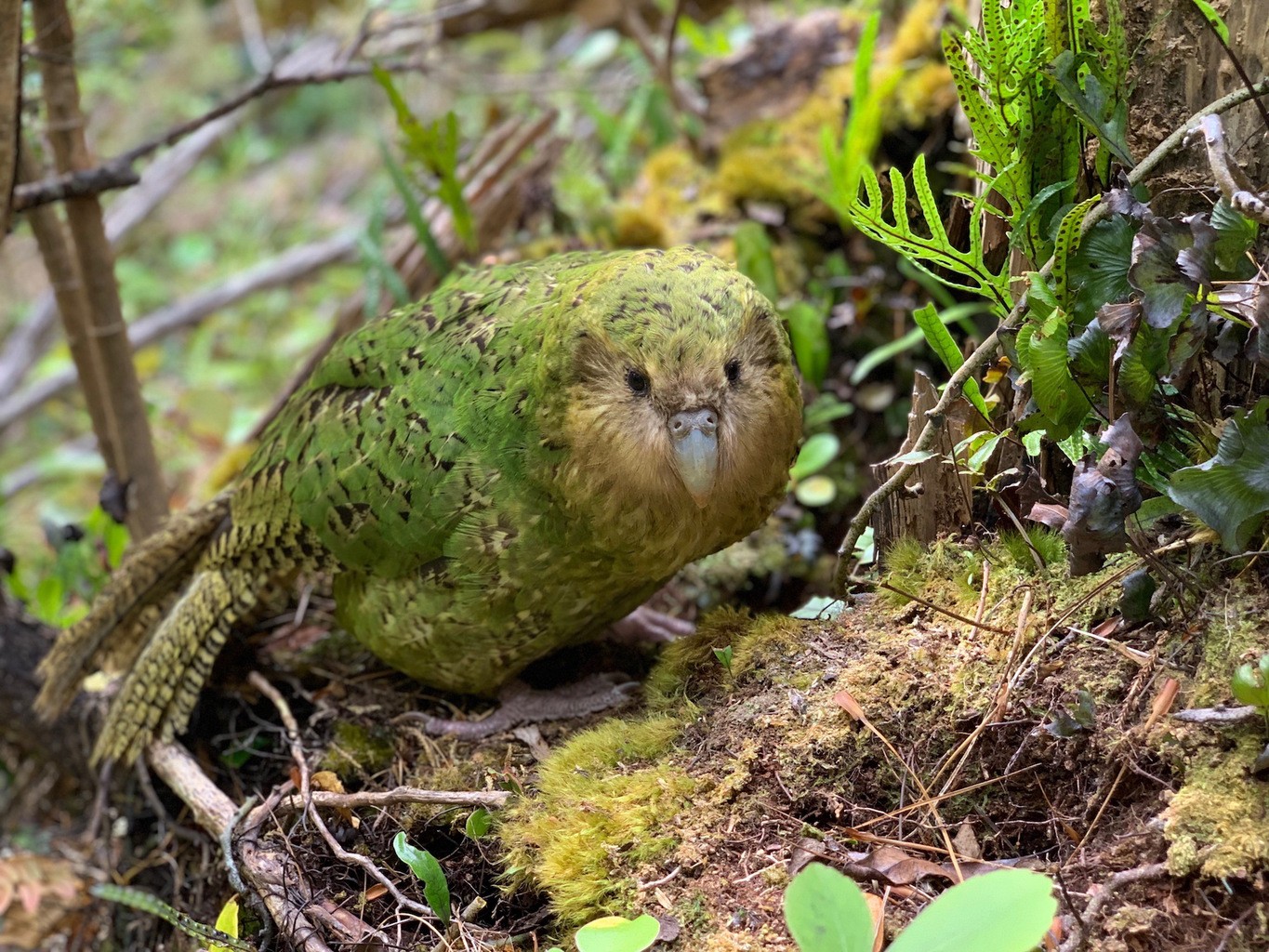 kakapo chicks