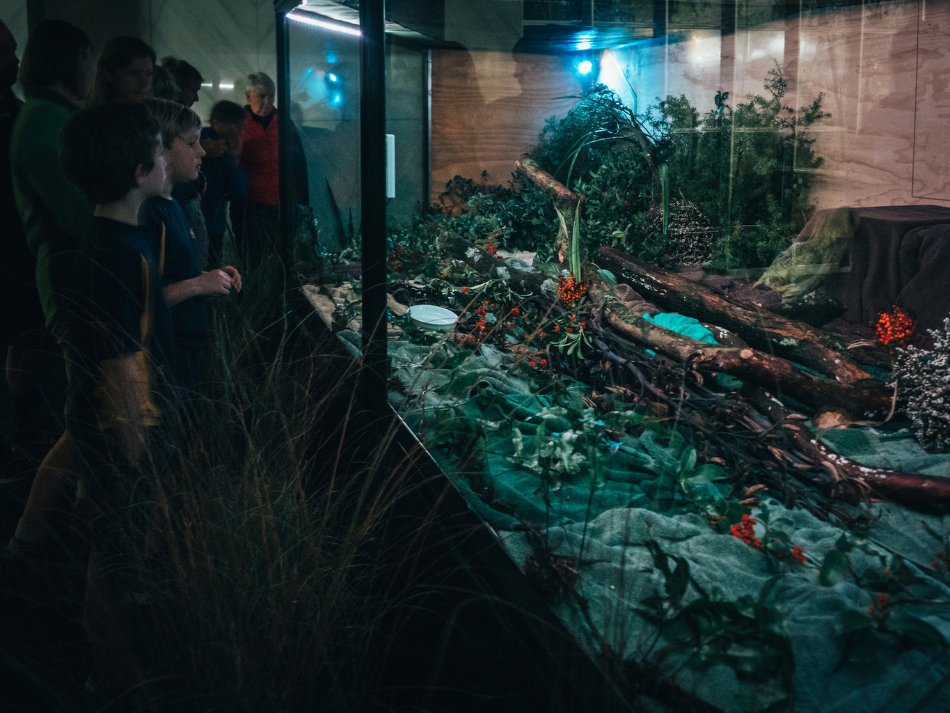 kakapo chicks