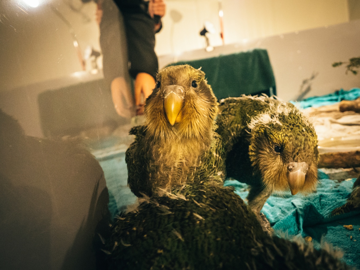 kakapo chicks
