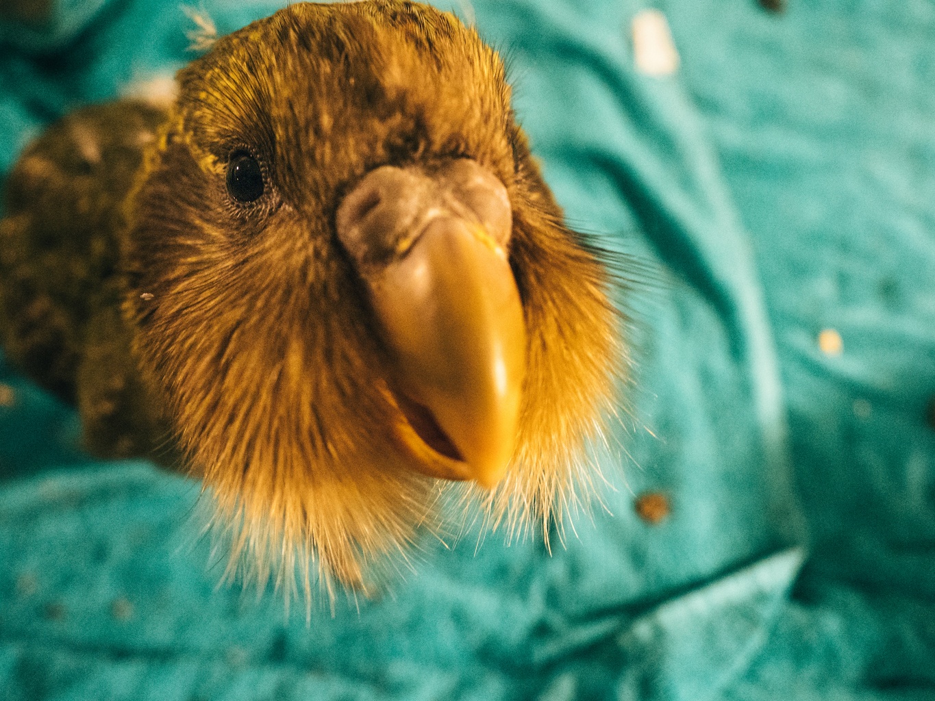 kakapo chicks