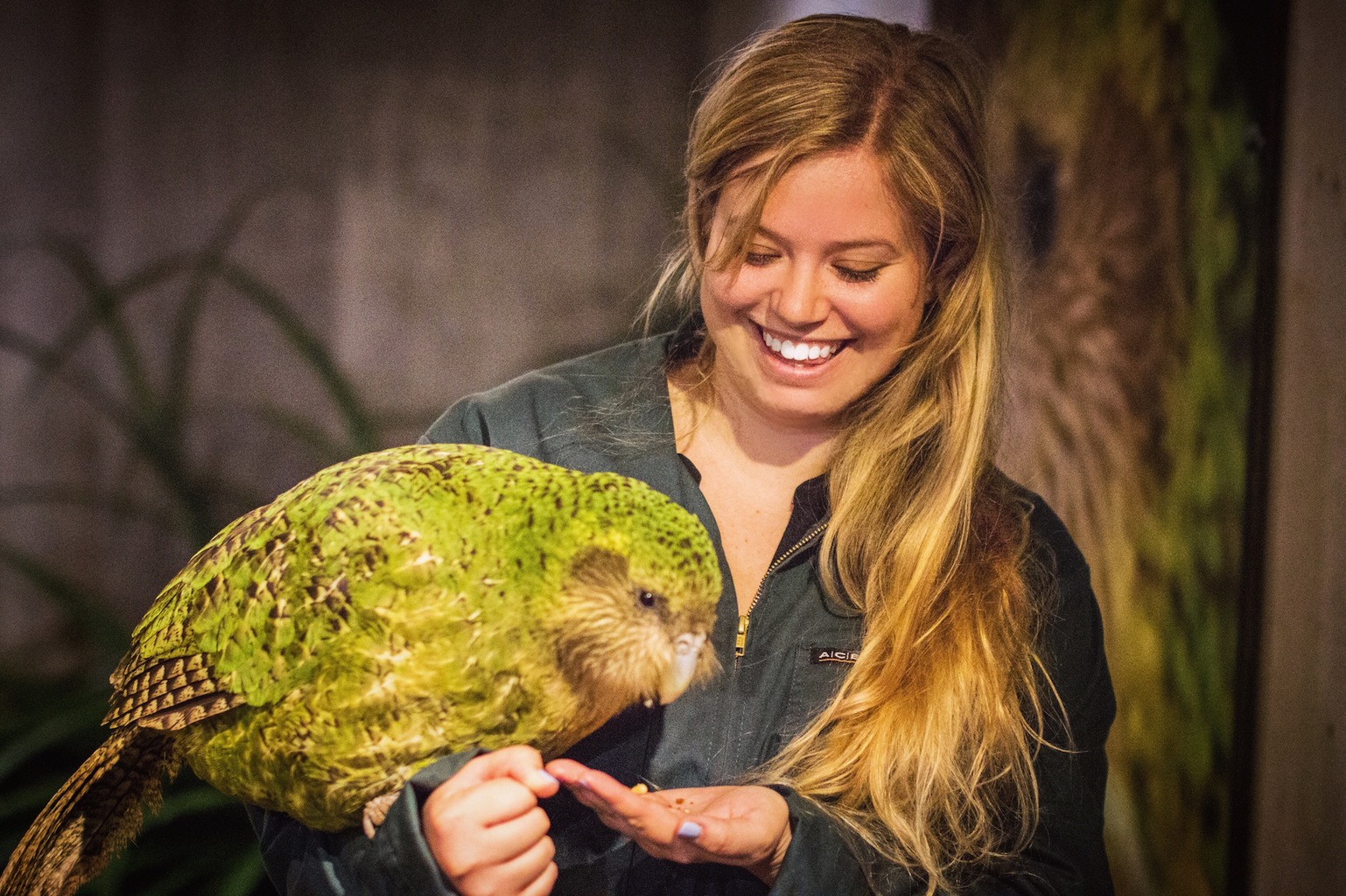 kakapo chicks