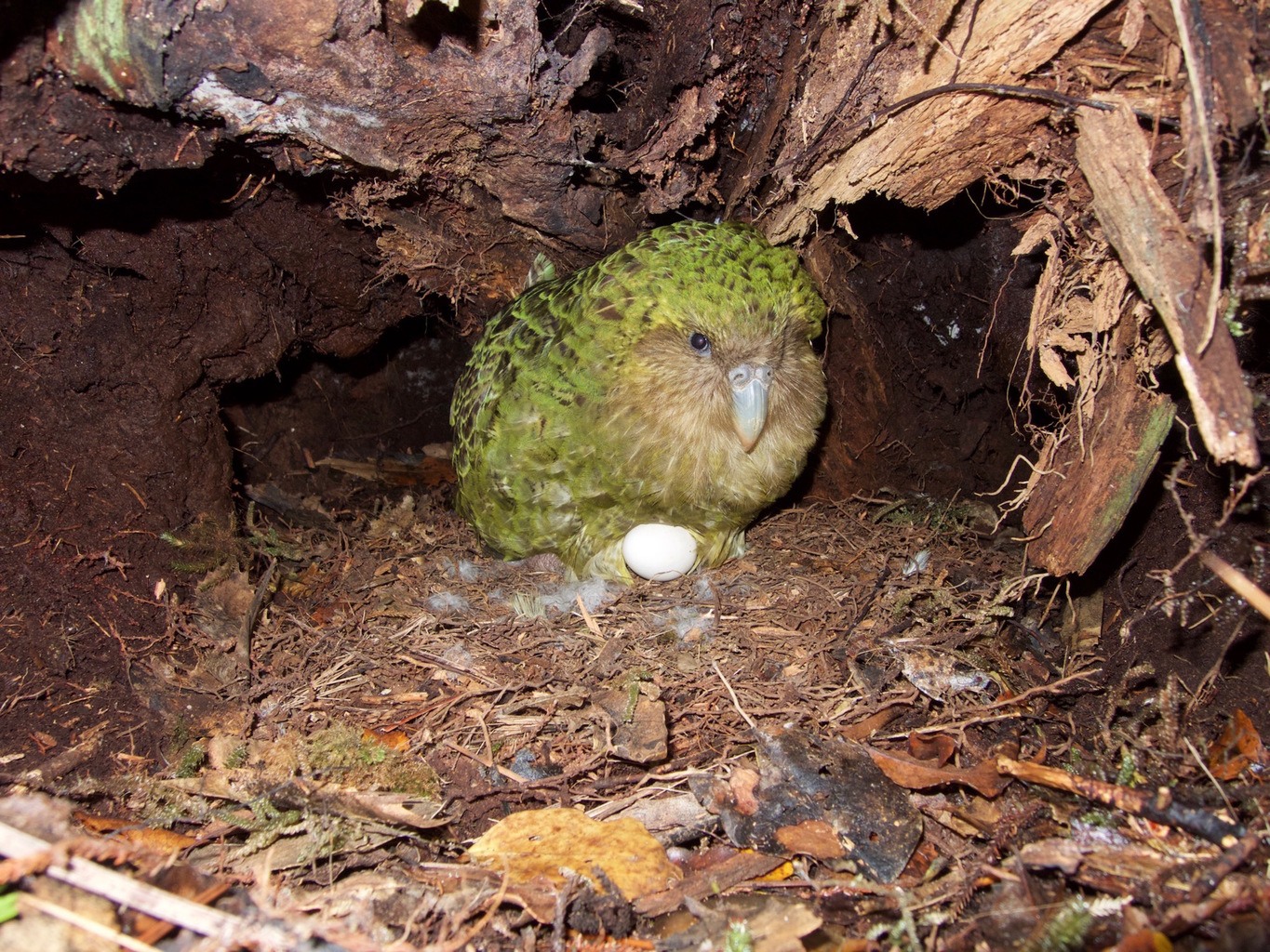 kakapo chicks